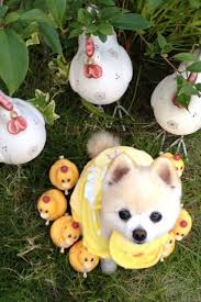niusnews妞新聞 犯罪級的可愛 萌犬俊介君 animals