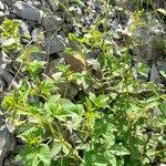 Image result for Cleome aculeata