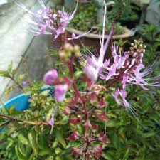 Bunga kumis kucing (orthosiphon aristatus) termasuk tanaman dari famili lamiaceae/labiatae yang merupakan tumbuhan semak yang banyak ditemukan di asia. Pokok Misai Kucing Bunga Ungu Tambah Keratan Datang Dengan Pasu Shopee Malaysia