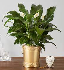 Let a loved one know you are thinking of them by sending one of our carefully each planter basket will be crafted by only the top local florists in canada. In Loving Memory Peace Plant 1800flowers Com