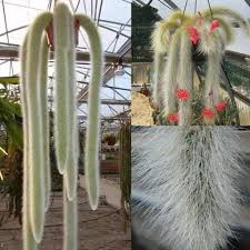 The monkey tail cactus is an attractive plant that is easy to grow and propagate. Garden Potted Plant Monkey Tail Cactus Bonsai Seeds Buy At A Low Prices On Joom E Commerce Platform