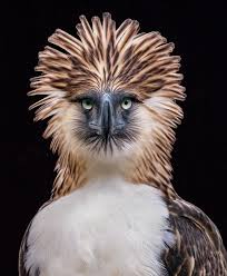 What Will Make Us Care Enough To Save Endangered Species Pet Portraits Photography Rare Animals Animals Wild
