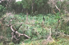 Image result for Voacanga thouarsii