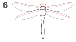 Draw the dragonfly's thorax as a circular loop on the back of the head. Easy Draw Dragonfly Novocom Top