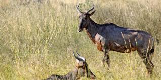 We did not find results for: Moremi Game Reserve Botswana Reisen Informationsportal