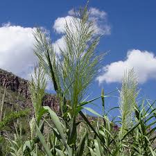 Arundo donax, commonly called giant reed, is a rhizomatous, perennial, warm season grass that sports a somewhat tropical appearance. Arundo Donax Giant Reed Elephant Grass Southeastern Arizona Wildflowers And Plants