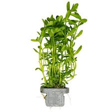 Image result for Bacopa monnieri