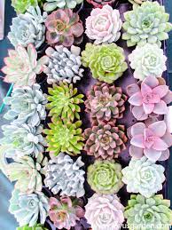 Even small damage to the roots does not harm this plant. How To Transplant Succulents Into Pots Joy Us Garden