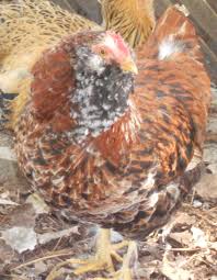 The most common color of this breed is salmon. Salmon Faverolle Boy Or Girl Backyard Chickens Learn How To Raise Chickens