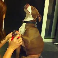Video Of Pit Bull Being Dramatic While His Nails Are Clipped Popsugar Pets