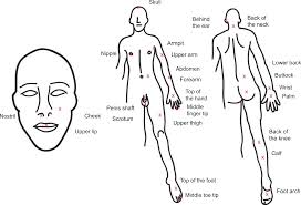 honey bee sting pain index by body location peerj