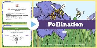 Parts Of A Plant Activity Sheet Amazing Fact Of The Day Pollination Lessons Life Cycles Plant Activities