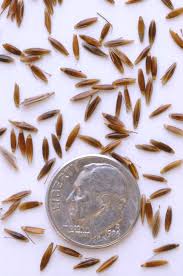 Image result for Sorghastrum nudipes