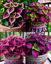 Image result for Coleus sessilifolius