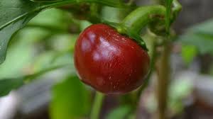 We did not find results for: Cherry Pepper Chili Variety Chili Plant Com