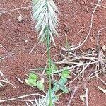 Image result for Harpachne schimperi