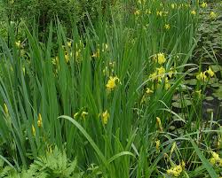 Image result for Iris pseudacorus