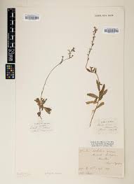 Image result for Lobelia welwitschii