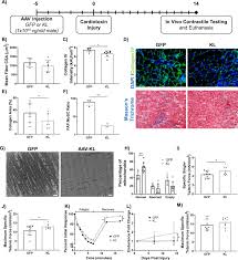 With over 200 designs, you'll find something here that is perfect for your next cross stitch project. The Biphasic And Age Dependent Impact Of Klotho On Hallmarks Of Aging And Skeletal Muscle Function Elife