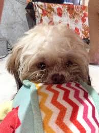 We did not find results for: Dog Cat Taxi Transport In Payatas Road Quezon City Emerson Pet Transport Service Petbacker Metro Manila