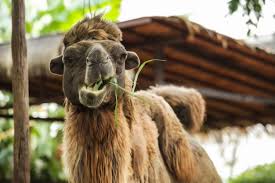 A new game that is developed by fanatee who is also known for creating the popular games like letter zap and letroca word race. Premium Photo Bactrian Camel Has Two Humps For Storing Fat Changed To Water Energy When Sustenance Not