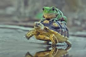 If you like endangered animals in indonesia, you might love these ideas. When Whimsical Wildlife Photography Isn T What It Seems Pbs Newshour