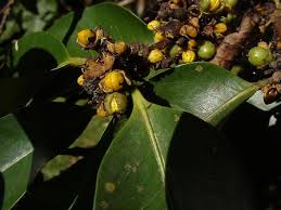 Image result for Cassipourea gummiflua