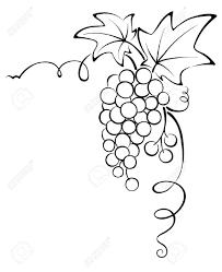 Drawn Fruit Grape Vine 4 Vine Drawing Grape Drawing Grape Vines Download 1,572 grape vine free vectors. drawn fruit grape vine 4 vine