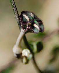 Image result for Ceropegia nilotica