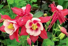 Same day or next day delivery is available. Plants Rabbits And Deer Hate Signals Az