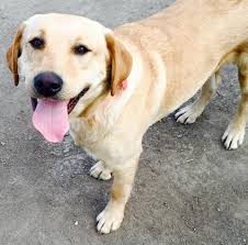 We differ from other labrador breeders because we aspire to have every pup placed in a loving home before they are even born. Labrador Retriever Puppies Home Facebook