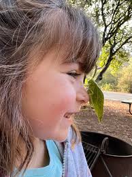 Is it a leaf bug found in Ramona, CA?