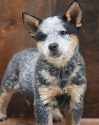 Australian cattle dogs are known for their curious and watchful nature. Australian Cattle Puppies For Sale California Los Angeles 295592 Hawk Is Just Awesome H Australian Cattle Dog Puppy Cattle Dog Puppy Austrailian Cattle Dog