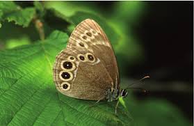 Image result for Lopinga achine