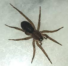 Always see a medical professional if you believe you've been bitten or stung by a venomous animal. This Spider Just Bit My Cat It S About The Size Of A Penny Is It Dangerous Have Been Trying To Identify It Online Whatisthis