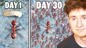 The Ants: Underground Kingdom