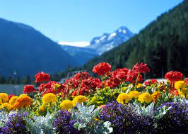 Immagini di auguri di compleanno varie. Bouquet E Mazzi Di Fiori Per Onomastico Fiori Onomastico