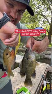 How to Use Sunfish As Bait