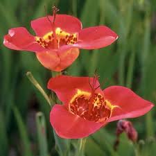 Image result for Tigridia