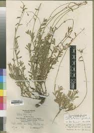 Image result for Wahlenbergia subaphylla