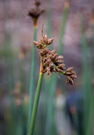 Image result for Schoenoplectiella juncea