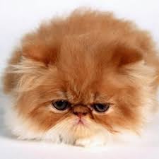 Uyuz Kedi Uyuzkedi Twitter