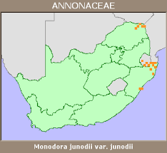 Image result for Monodora junodii