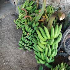 Di muka pintu masuk rumah bagian kanan dan kiri, biasanya diletakkan hiasan sepasang pisang suluhan. 082233979609 Dikit Dikit Yg Pusat Jual Beli Pisang Facebook