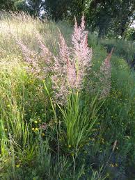 Image result for Agrostis