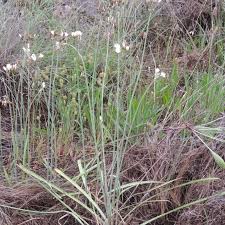 Image result for Nothoscordum borbonicum