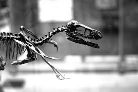 A compilation of the best bambiraptor illustrations, facts, fossils, and maps. Bambiraptor Feinbergum Yes Bambiraptor I Ve Seen Three Flickr