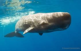 Amazing Species Of The Atlantic Ocean The National Wildlife Atlantic Ocean Animals Whale Ocean Creatures