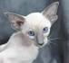 Siamese Kittens For Sale In Virginia