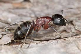 You can use wood, but metal or concrete work even better. Learn More About The Common Ants Species In Sc